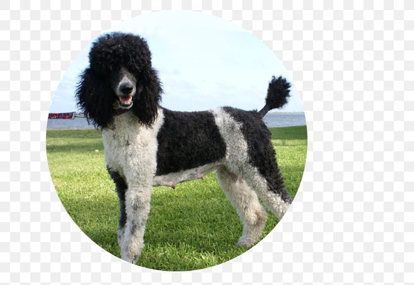 Standard Poodle Miniature Poodle Portuguese Water Dog Spanish Water Dog, PNG, 663x565px, Poodle, Barbet, Barbet Dog, Breed, Canidae Download Free