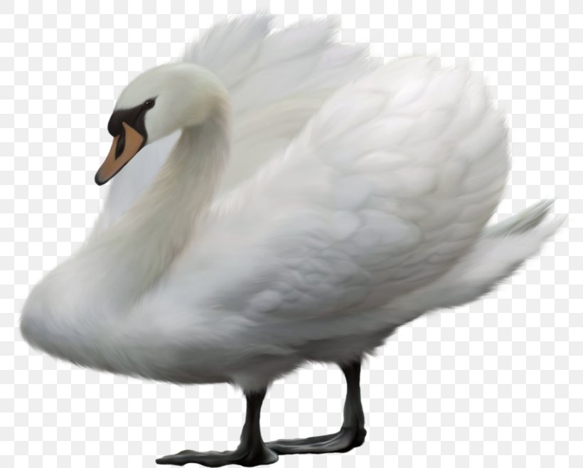 Bird Swan Goose Mute Swan Duck, PNG, 800x658px, Bird, Anatidae, Animal, Beak, Cygnini Download Free