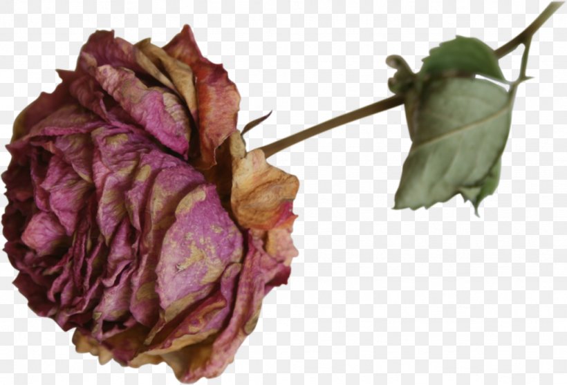 Dried Flower Dried Flower Rose, PNG, 1024x696px, Flower, Bud, Computer Graphics, Dried, Dried Flower Download Free
