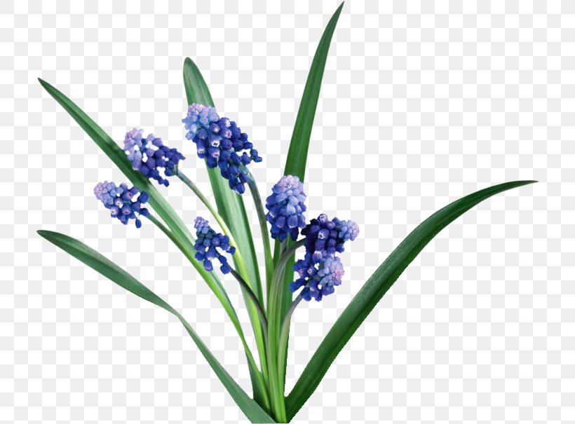 Hyacinth Flower English Lavender Bit Clip Art, PNG, 718x605px, Hyacinth, Biology, Bit, Blue, Color Download Free