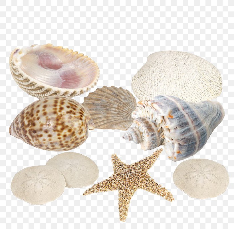 Image Seashell Cockle Desktop Wallpaper, PNG, 800x800px, Seashell, Arts, Clams Oysters Mussels And Scallops, Cockle, Conch Download Free
