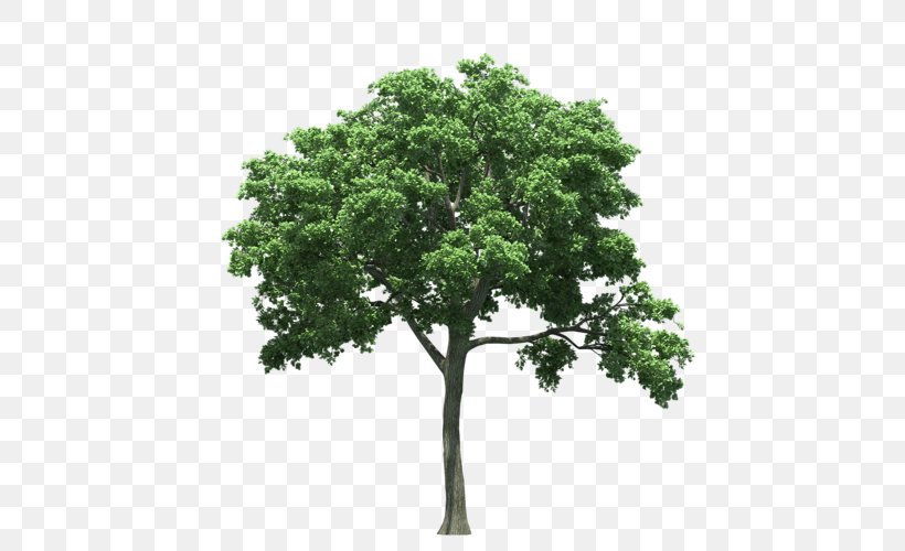 Texas State Tree Oak Birch, PNG, 500x500px, Texas, American Elm, Birch, Branch, Crown Download Free