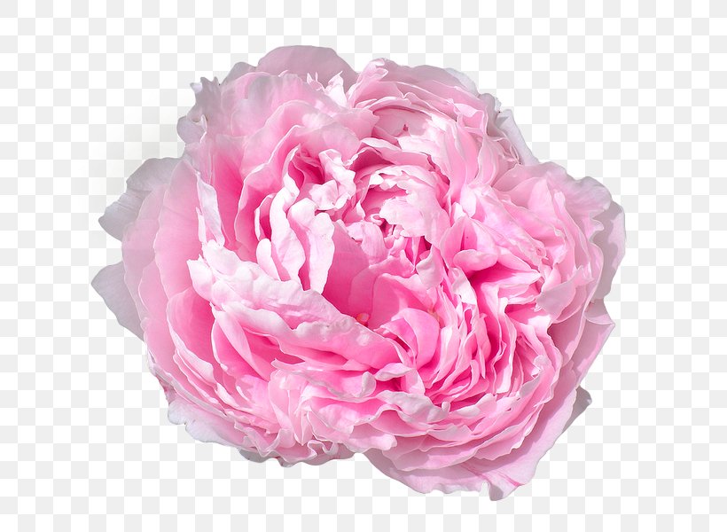 Peony Pink Flowers Pink Flowers Rose, PNG, 800x600px, Peony, Artificial Flower, Blog, Cake, Color Download Free