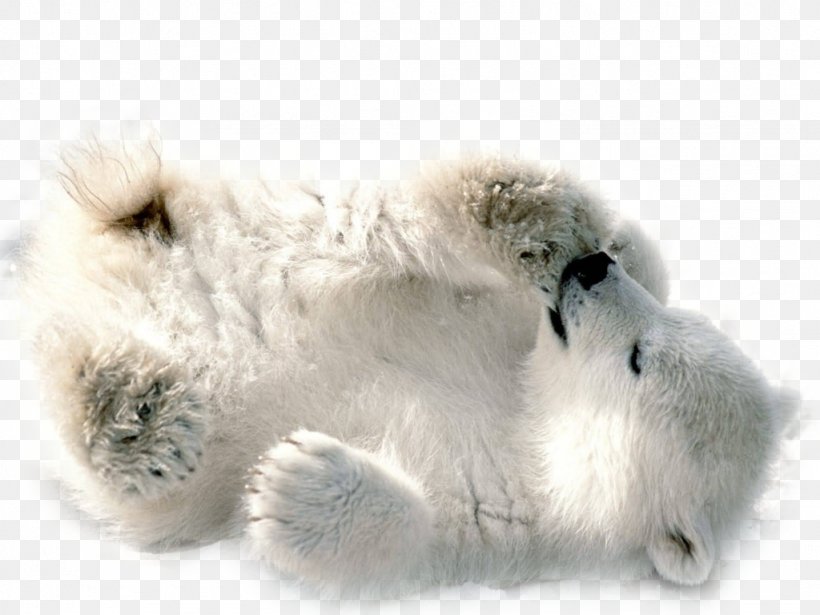 Polar Bear Clip Art, PNG, 1024x768px, Polar Bear, Baby Polar Bear, Bear, Dog Breed Group, Dog Like Mammal Download Free