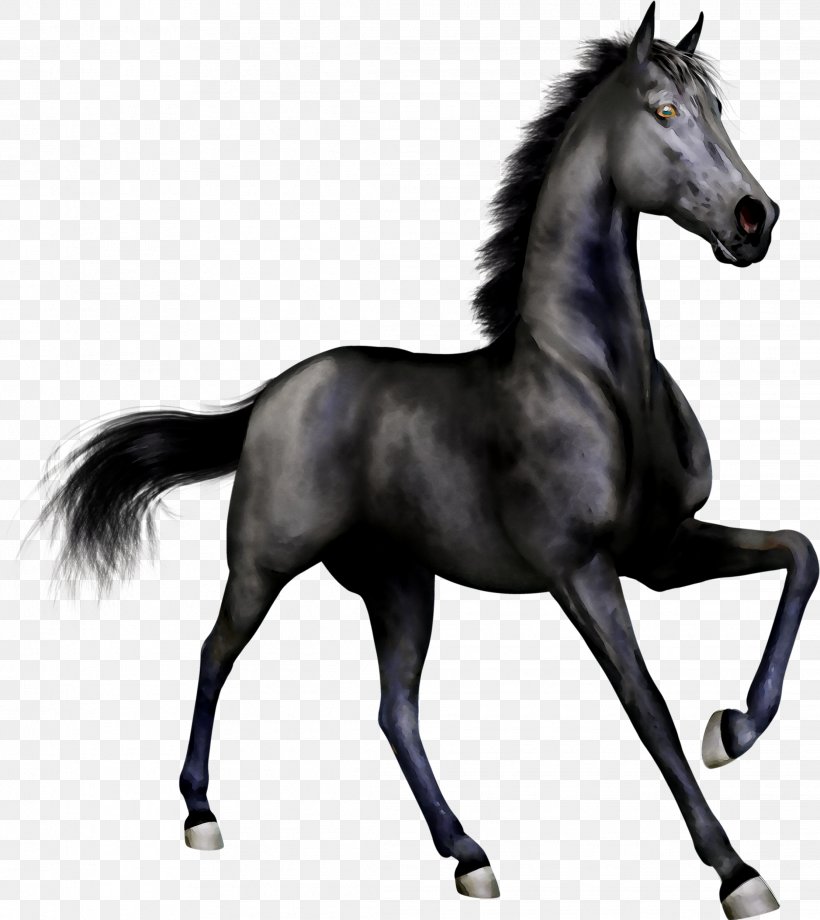 Andalusian Horse Arabian Horse Stallion Black Clip Art, PNG, 2223x2495px, Andalusian Horse, American Quarter Horse, Animal Figure, Arabian Horse, Black Download Free