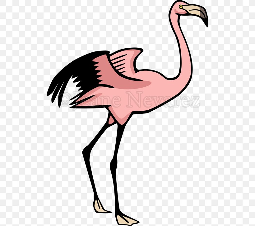 Flamingo Drawing, PNG, 520x725px, Flamingo, Beak, Bird, Black And White, Can Stock Photo Download Free