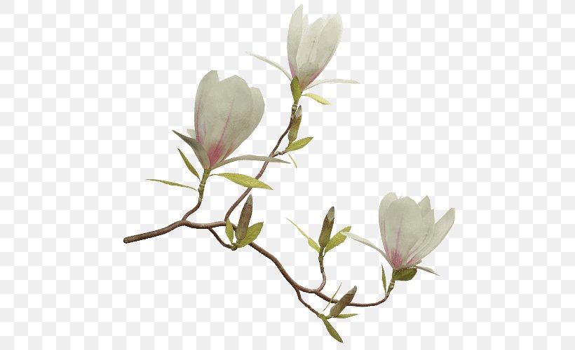 Flowering Plant Chinese Magnolia Liriodendron Tulipifera Twig, PNG, 500x500px, Flowering Plant, Blossom, Branch, Bud, Chinese Magnolia Download Free