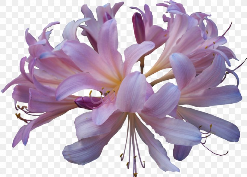 Lilac Clip Art, PNG, 900x647px, Lilac, Color, Cut Flowers, Flower, Flowering Plant Download Free