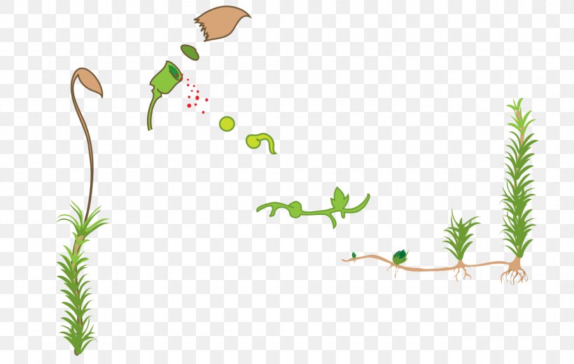 Moss Sporangium Funaria Hygrometrica Bryophyte Liverworts, PNG, 1280x813px, Moss, Biological Life Cycle, Biology, Botany, Bryophyte Download Free