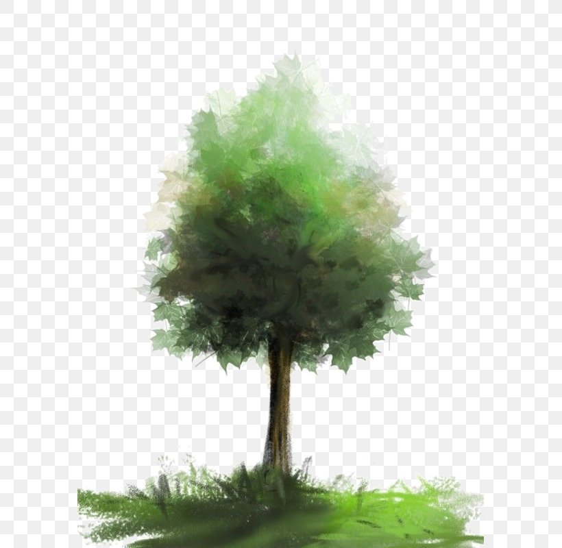 Watercolor Painting Brush Tree, PNG, 593x800px, Painting, Brush, Conifer, Drawing, Evergreen Download Free