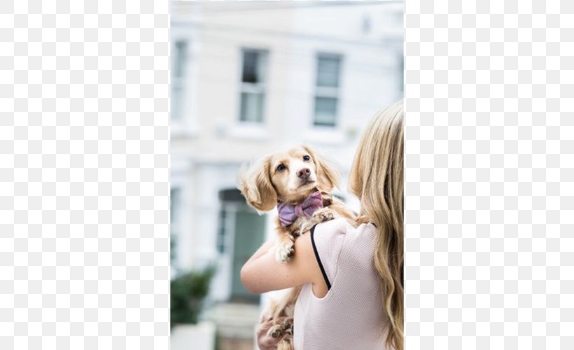 Dog Breed Shetland Sheepdog Puppy Leash Companion Dog, PNG, 500x500px, Dog Breed, Bow Tie, Clothing, Companion Dog, Designerhunder Download Free