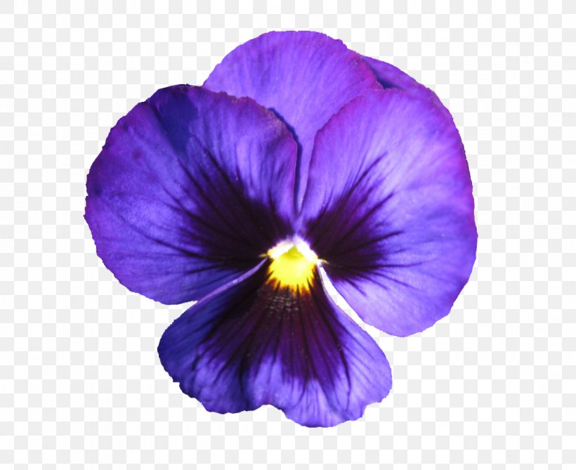 Flowering Plant Violet Flower Petal Purple, PNG, 1175x960px, Flowering Plant, Flower, Pansy, Petal, Plant Download Free