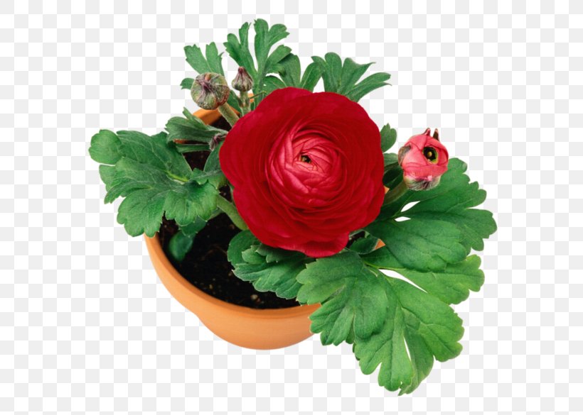 Garden Roses Flowerpot Floral Design, PNG, 600x585px, Garden Roses, Artificial Flower, Cut Flowers, Designer, Floral Design Download Free