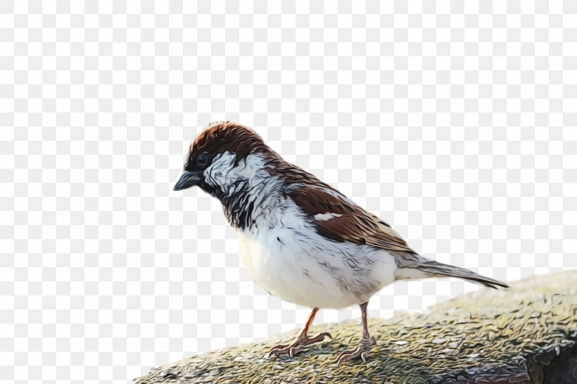 Bird Sparrow House Sparrow Beak Perching Bird, PNG, 1920x1280px, Bird, Beak, House Sparrow, Junco, Lark Download Free