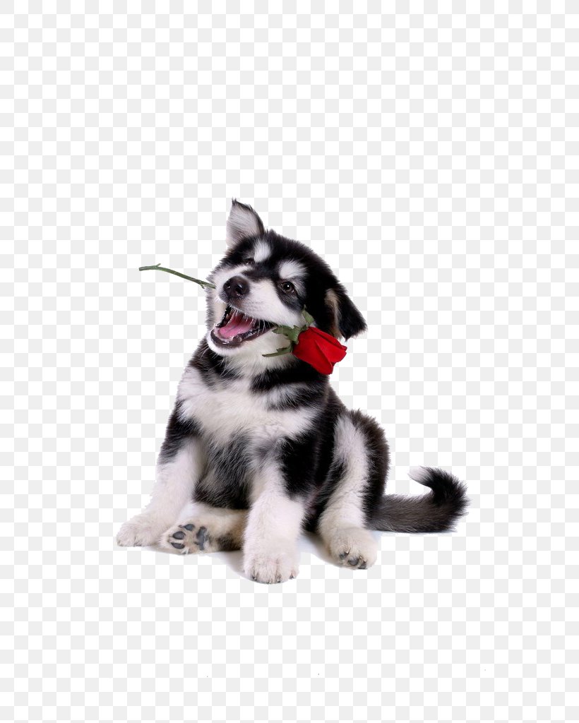 Dog Puppy Hamster Gerbil Ferret, PNG, 685x1024px, Dog, Alaskan Klee Kai, Alaskan Malamute, Animal Roleplay, Ball Download Free