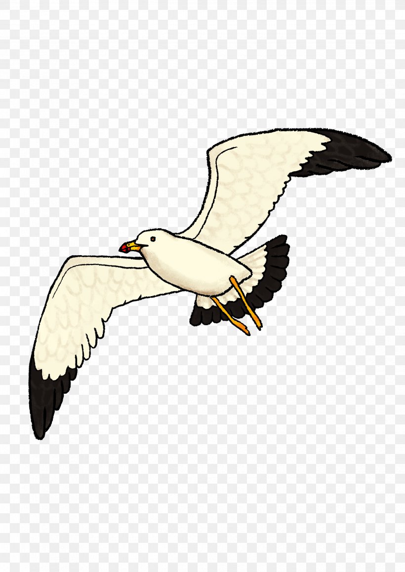 Eagle European Herring Gull Gulls Vulture Clip Art, PNG, 2480x3508px, Eagle, Accipitriformes, American Herring Gull, Beak, Bird Download Free