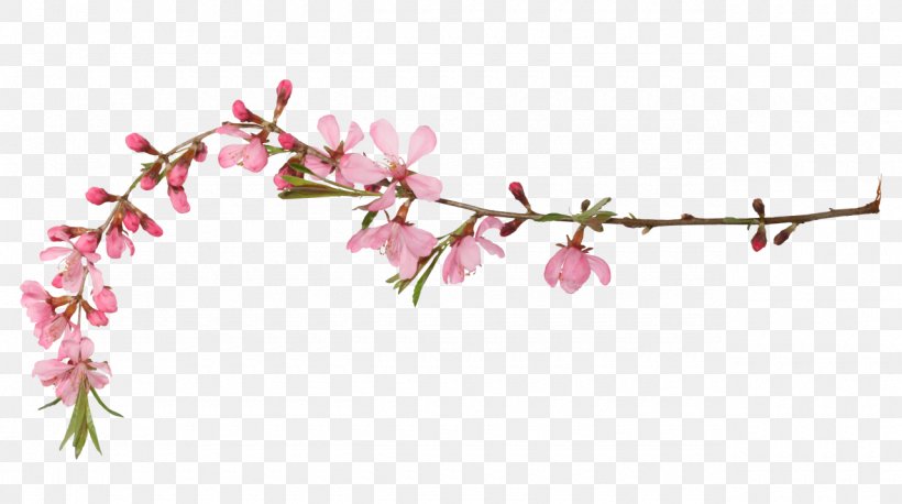 веточка, PNG, 1280x715px, Tiff, Blossom, Branch, Cherry Blossom, Floral Design Download Free