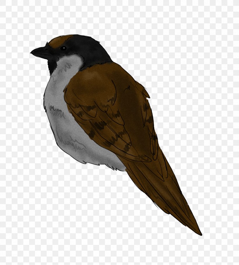 Bird Of Prey Finch Beak Feather, PNG, 1442x1600px, Bird, Animal, Beak, Bird Of Prey, Cuckoos Download Free