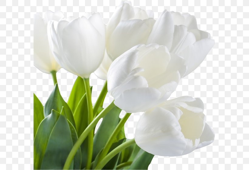 Tulip White Flower Stock Photography Wallpaper, PNG, 600x560px, Tulip, Color, Cut Flowers, Floristry, Flower Download Free