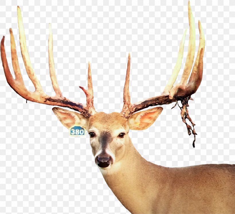 White-tailed Deer Elk Trophy Hunting Horn, PNG, 1261x1147px, Whitetailed Deer, Antler, Deer, Elk, Fauna Download Free