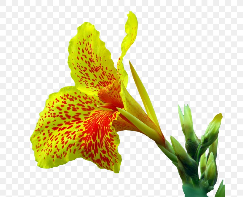 Canna Indica Flower Euclidean Vector, PNG, 700x665px, Canna Indica, Alstroemeriaceae, Canna, Canna Family, Canna Lily Download Free