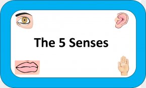 The Five Senses World Taste Visual Perception, PNG, 893x599px ...