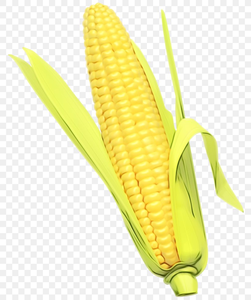 Watercolor Plant, PNG, 800x978px, Watercolor, Corn, Corn Kernel, Corn Kernels, Corn On The Cob Download Free