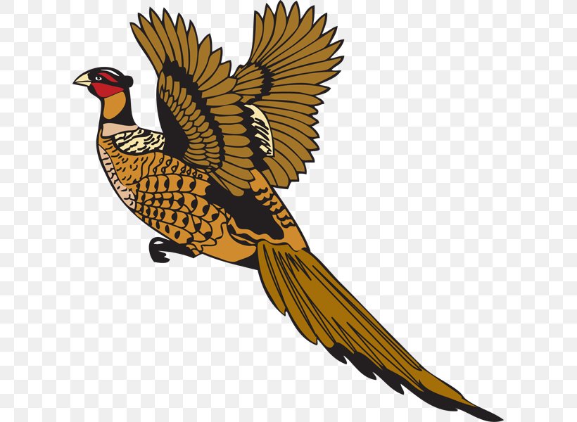 Bird Feather Pheasant Drawing, PNG, 613x600px, Bird, Beak, Bird Of Prey, Drawing, Falcon Download Free