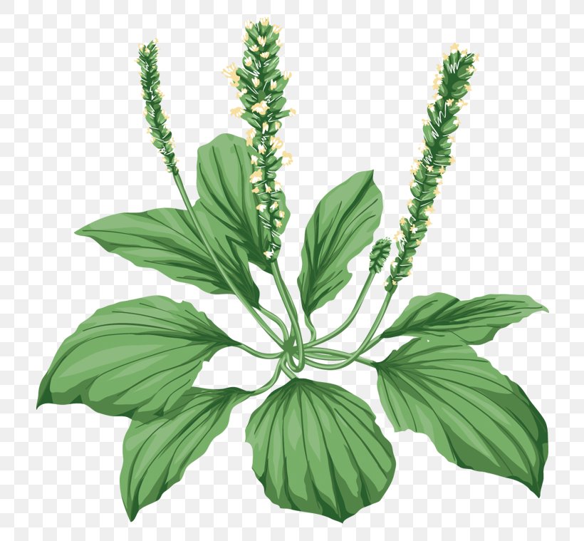 Broadleaf Plantain Medicinal Plants Herbaceous Plant Pharmaceutical Drug, PNG, 764x759px, Broadleaf Plantain, Algae, Basil, Dandelion, Equisetum Download Free