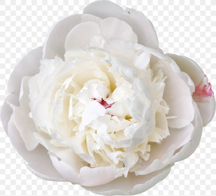 Cut Flowers White Peony, PNG, 2426x2198px, Flower, Artificial Flower, Color, Cream, Cut Flowers Download Free