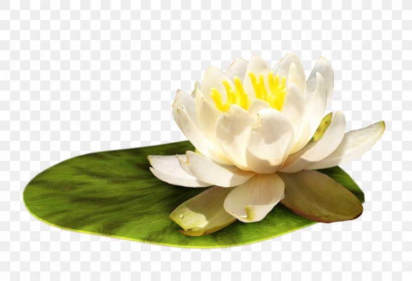 Flower Digital Image Clip Art, PNG, 1280x874px, Flower, Aquatic Plant, Archive File, Digital Image, Flowering Plant Download Free