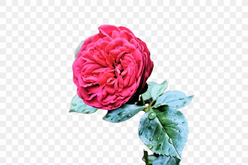 Garden Roses, PNG, 2448x1632px, Flower, Floribunda, Garden Roses, Petal, Pink Download Free