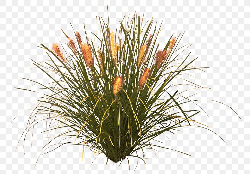 Plant Flower Grass Grass Family Houseplant, PNG, 768x572px, Plant, Flower, Flowering Plant, Grass, Grass Family Download Free