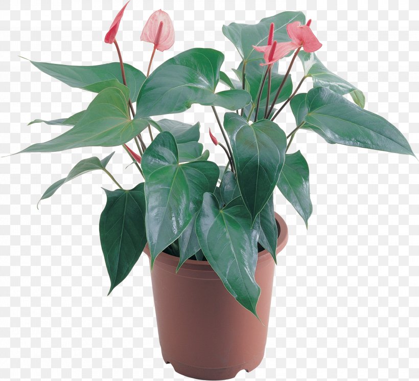 Flowerpot Houseplant Clip Art, PNG, 3000x2729px, Flower, Bedding, Flowerpot, Fotosearch, Fuchsia Download Free