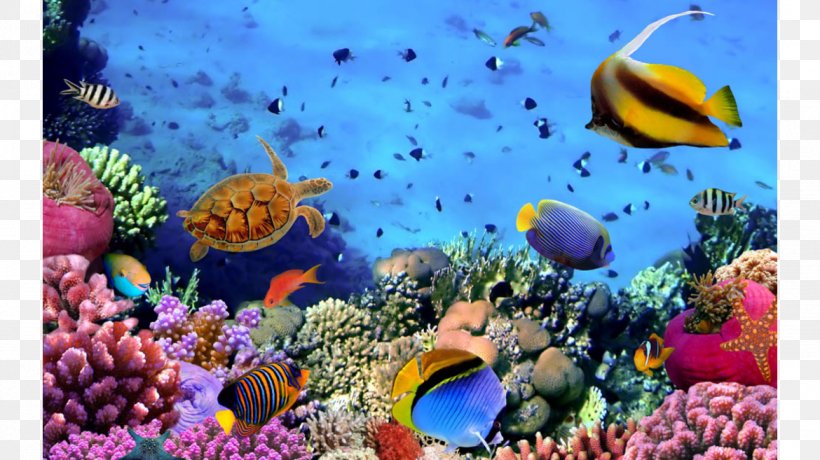 Red Sea Coral Reef Fish, PNG, 1170x657px, Red Sea, Anemone Fish, Aquarium, Aquarium Decor, Aquarium Lighting Download Free