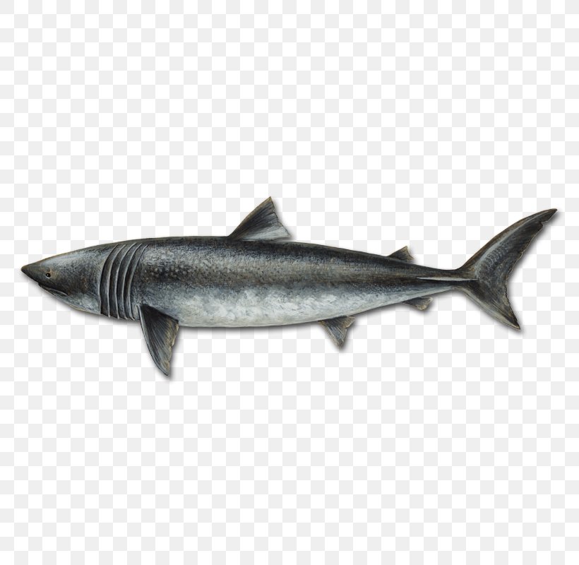 Sardine Oily Fish Coho Salmon 09777 Mackerel, PNG, 800x800px, Sardine, Anchovy, Bony Fish, Coho, Coho Salmon Download Free