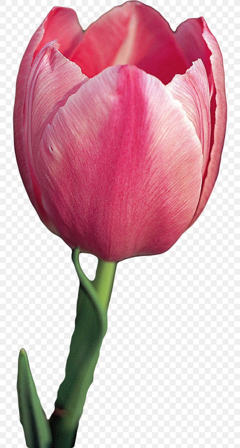 Tulip Cut Flowers Plant, PNG, 734x1534px, Tulip, Bud, Close Up, Cut Flowers, Flower Download Free