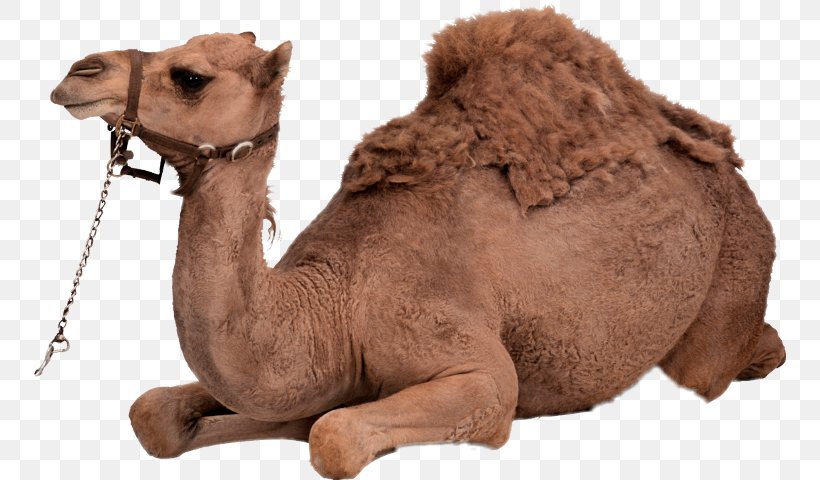 Bactrian Camel Dromedary Clip Art, PNG, 752x480px, Bactrian Camel, Animal, Arabian Camel, Camel, Camel Like Mammal Download Free