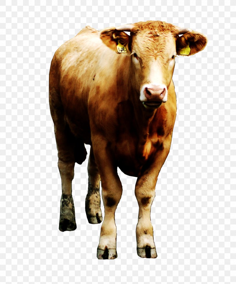 Bovine Bull Horn Cow-goat Family Livestock, PNG, 1722x2073px, Bovine, Bull, Calf, Cowgoat Family, Horn Download Free