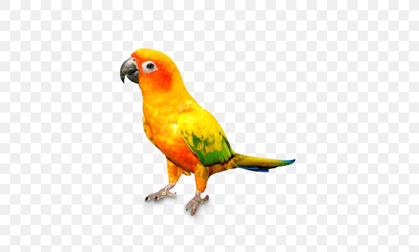 Cat Parrot Bird Dog Pet, PNG, 562x493px, Cat, Activated Carbon, Beak, Bird, Bisphenol A Download Free