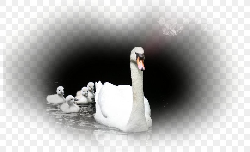 Chapters And Verses Of The Bible Mute Swan Telugu Quotation, PNG, 800x500px, Bible, Aspect Ratio, Beak, Bird, Black And White Download Free