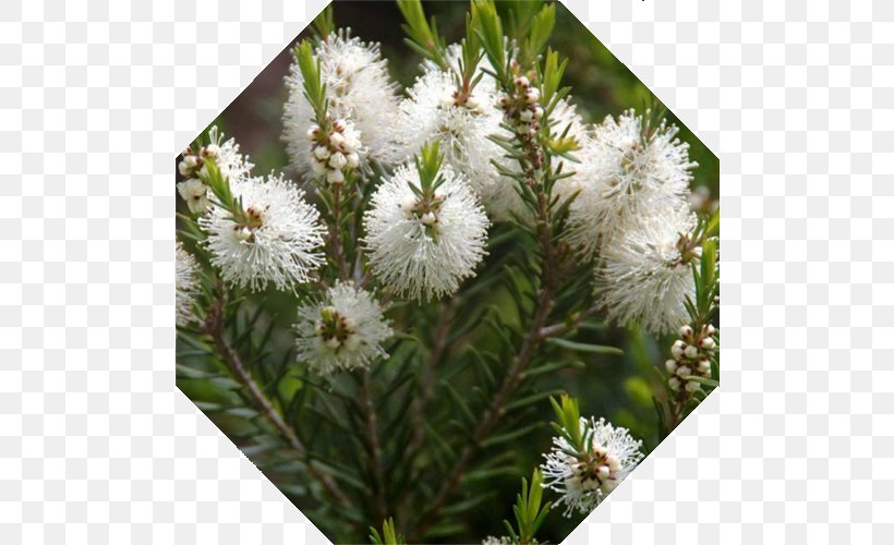 Narrow-leaved Paperbark Melaleuca Quinquenervia Tea Tree Oil Essential Oil, PNG, 500x500px, Narrowleaved Paperbark, Aromatherapy, Essential Oil, Evergreen, Flower Download Free