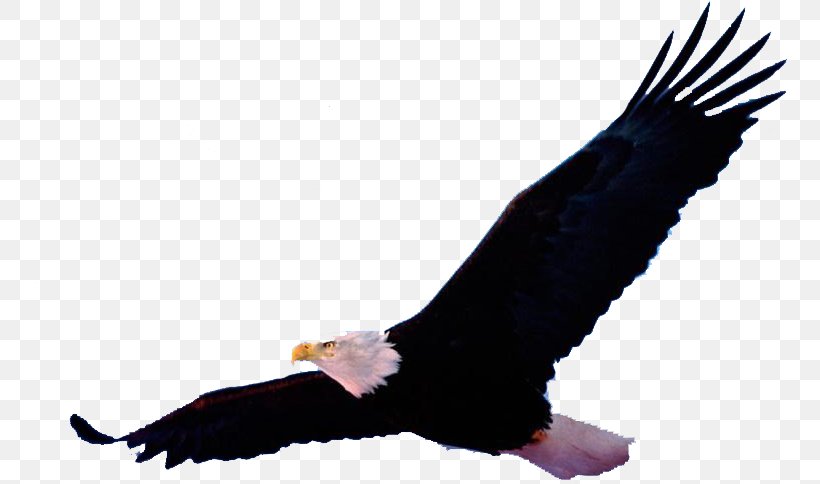 Bald Eagle Bird Image Drawing, PNG, 756x484px, Bald Eagle, Accipitriformes, Beak, Bird, Bird Of Prey Download Free