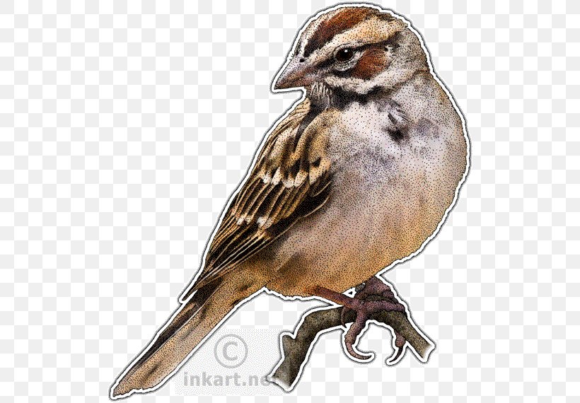 House Sparrow Lark Bird Drawing, PNG, 518x570px, Sparrow, American Sparrows, Animal, Art, Beak Download Free