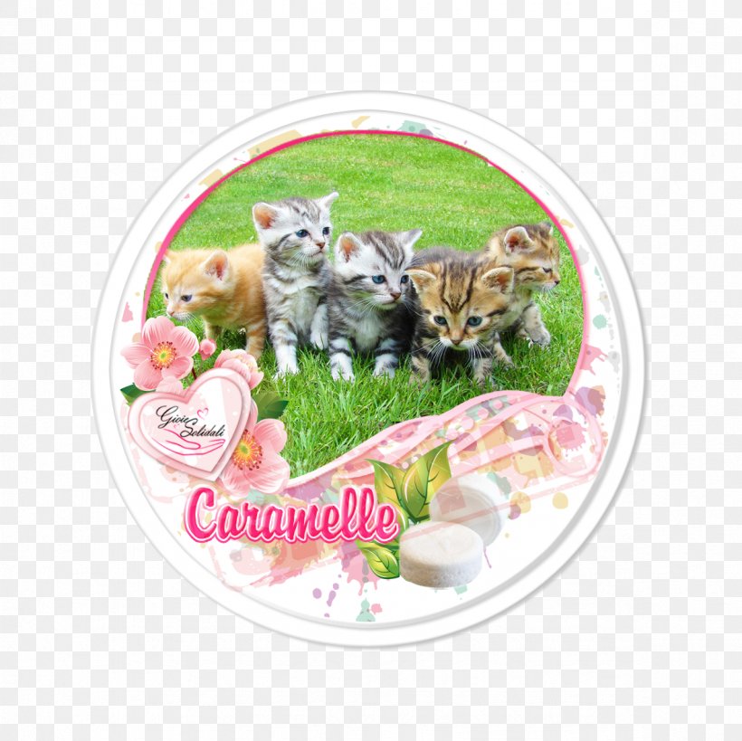 Kitten Food Catkin Zazzle Plakat Naukowy, PNG, 1181x1181px, Kitten, Carnivoran, Cat, Cat Like Mammal, Catkin Download Free