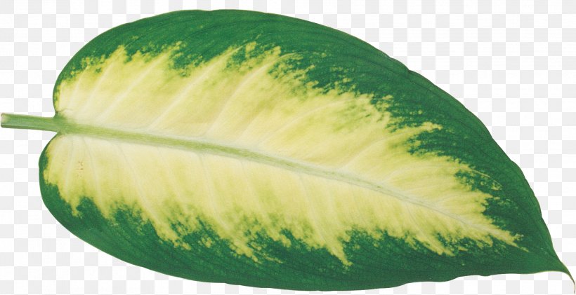 Leaf Photography Food, PNG, 1963x1008px, Leaf, Cucumber, Cucumber Gourd And Melon Family, Food, Fruit Download Free