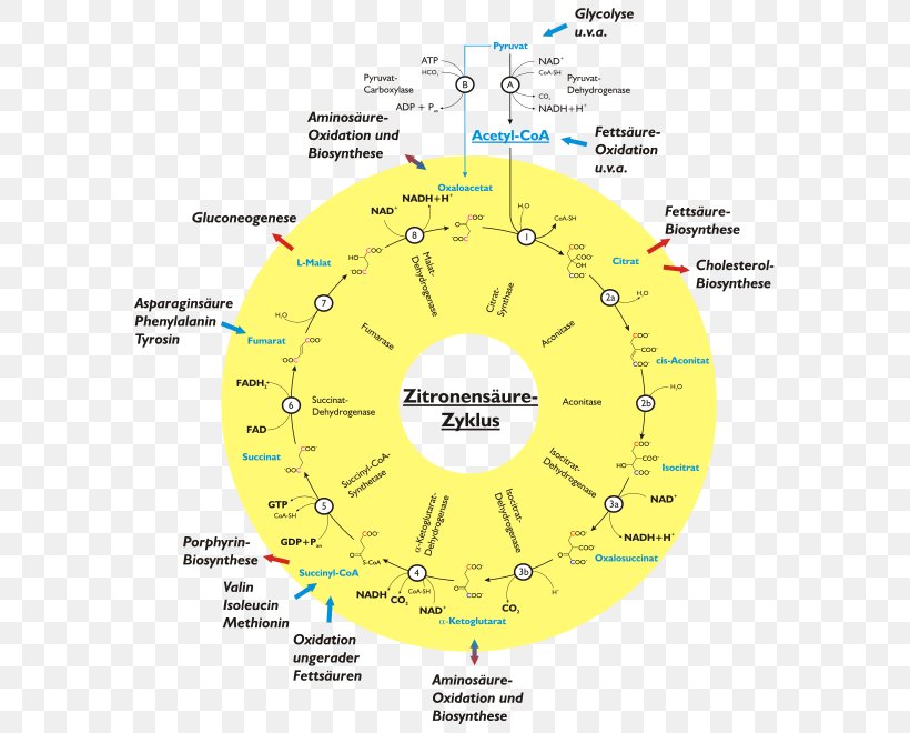 Citric Acid Cycle Tricarboxylic Acid Cellular Respiration Biochemistry, PNG, 660x660px, Citric Acid Cycle, Acetylcoa, Acid, Aerobic Organism, Area Download Free