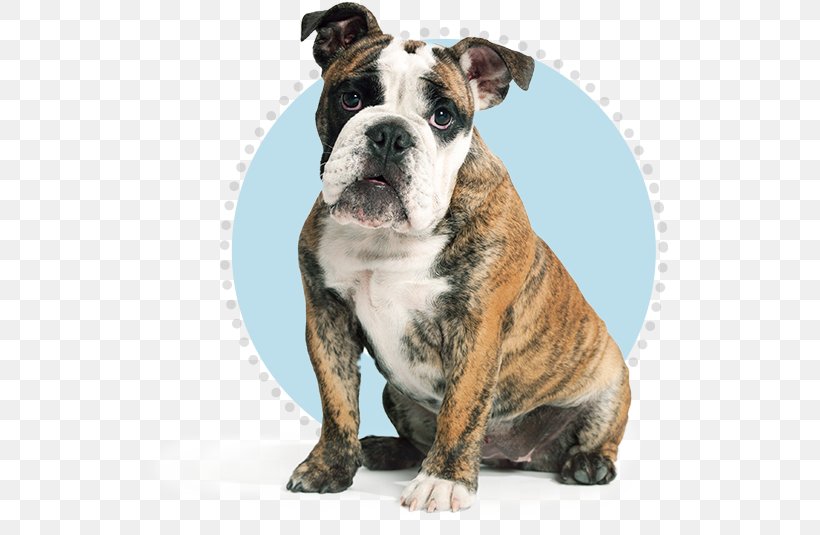 Dorset Olde Tyme Bulldogge Olde English Bulldogge Australian Bulldog American Bulldog Toy Bulldog, PNG, 560x535px, Dorset Olde Tyme Bulldogge, Alapaha Blue Blood Bulldog, American Bulldog, Australian Bulldog, British Bulldogs Download Free