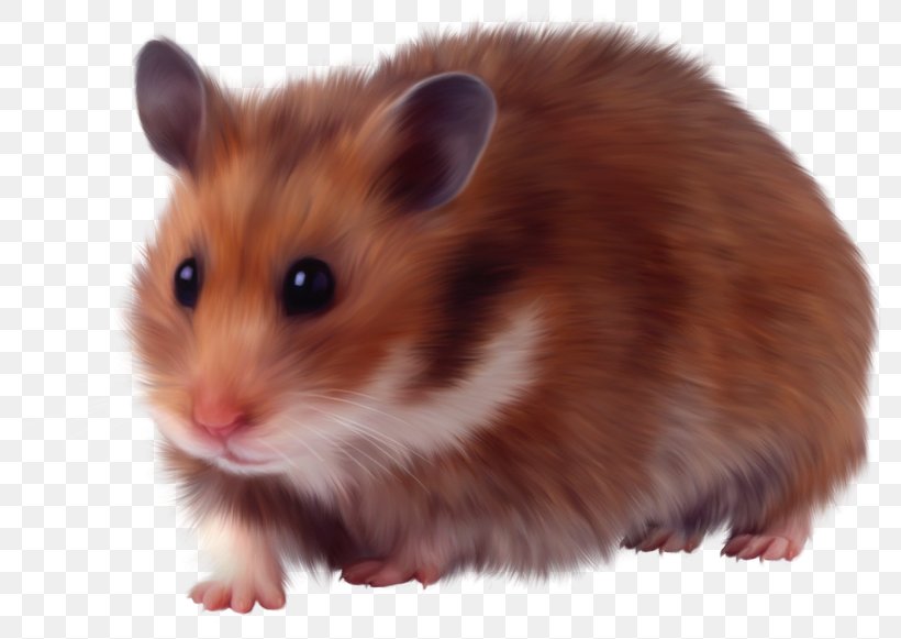 Hamster Rodent Murids Domestic Animal Dormouse, PNG, 800x581px, Hamster, Animal, Domestic Animal, Dormouse, Fauna Download Free