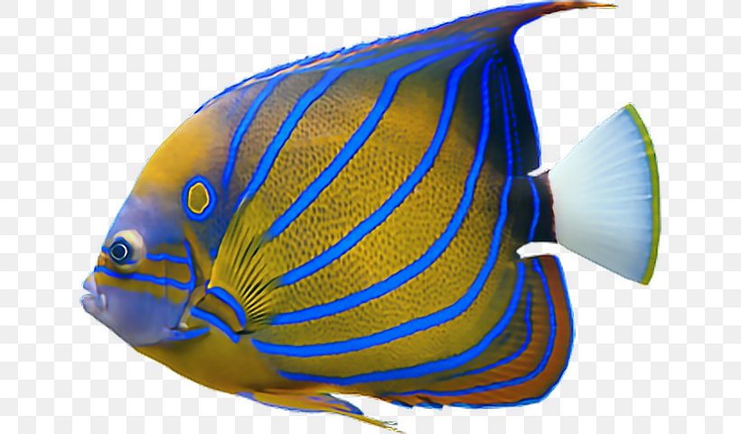 JPEG Saltwater Fish Image Desktop Wallpaper, PNG, 644x480px, Saltwater Fish, Cobalt Blue, Coral Reef Fish, Deep Sea Fish, Directory Download Free